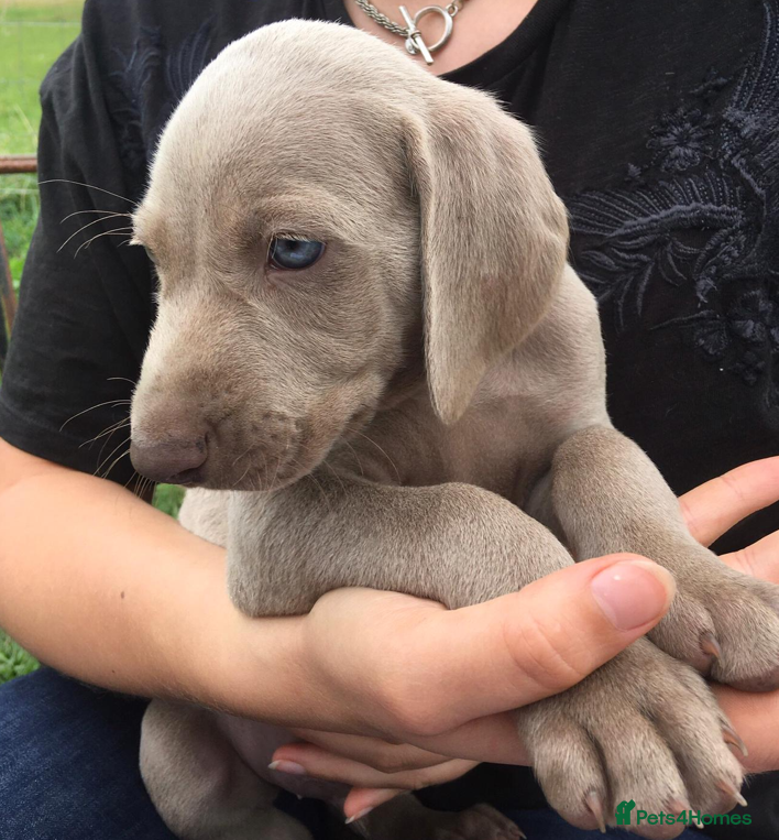 Weimaraner dogs KC Reg Working Weim BLUE and SILVER - Advert 13