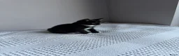 Domestic Shorthair cats for sale: Three kittens for sale  - Advert 7