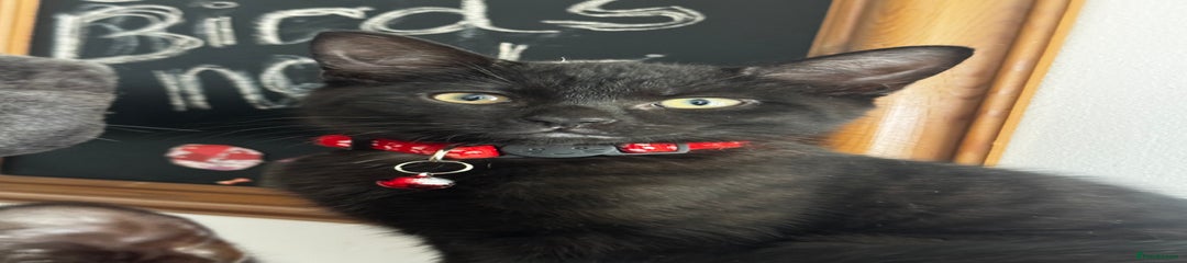 Female black kitten