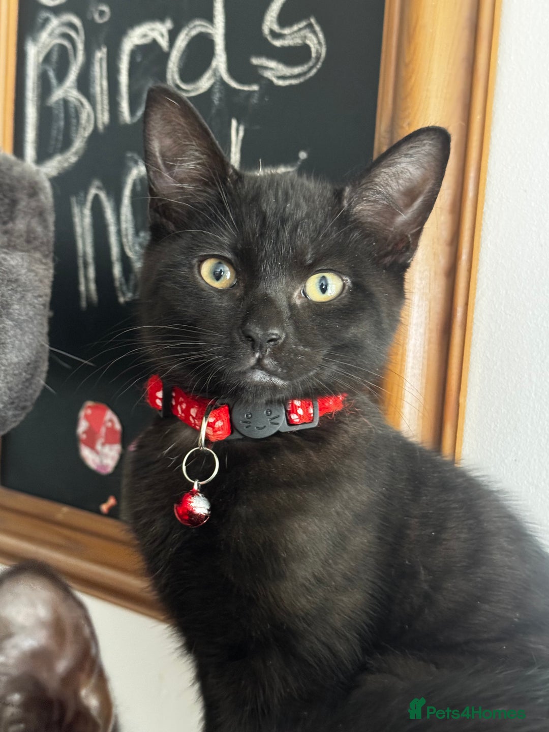 Mixed Breed cats for sale: 2 full black Kitten Ready for their Forever Homes - Image 15