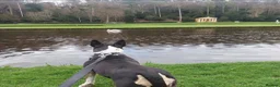 English Bull Terrier dogs for sale: 8 QUALITY BISONBULLIE BABIES  in Slough - Advert 24