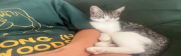 Mixed Breed cats for sale: Two bonded Boys - to go together  in Abbots Langley - Advert 4