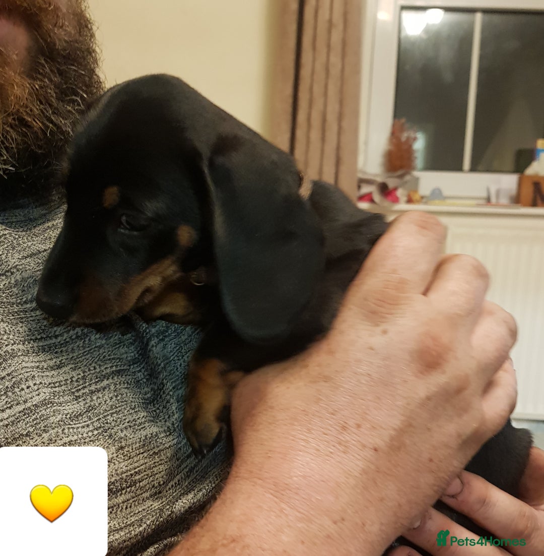 Dachshund dogs for sale: READY NOW Dachshund Puppies - Image 31