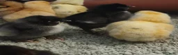 Chickens poultry for sale: Beautiful Home-Hatched Hybrid Chicks–Mixed Colours - Advert 10