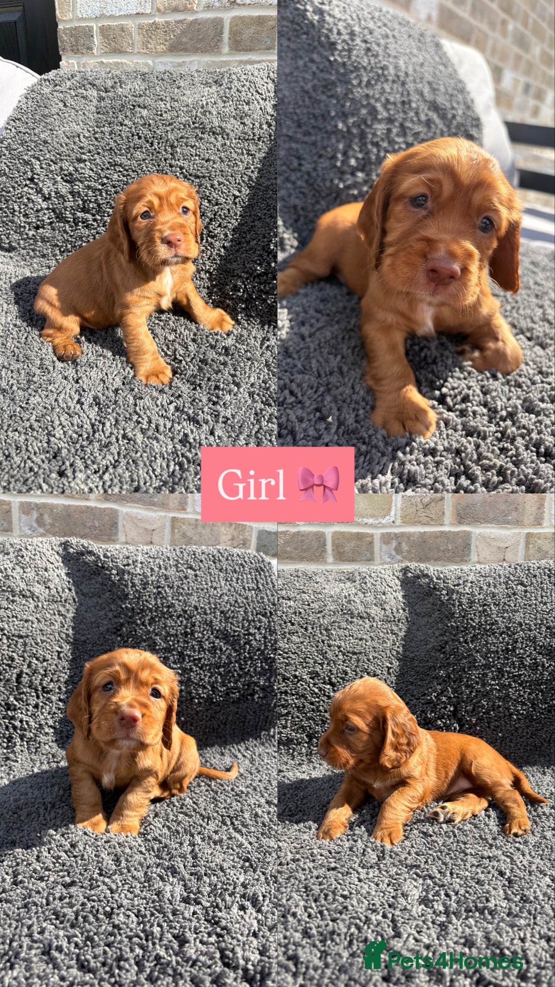 Cocker Spaniel dogs for sale: 6 beautiful red working cocker spaniels  - Image 6