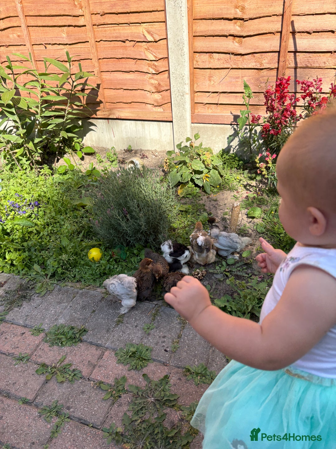 Chickens poultry for sale: Two Friendly Pekin Bantam Boys Looking for a home - Advert 10