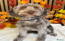 Cockapoo dogs for sale: Lovely adult cockerpoo, chocolate female 2yr okd - Image 4