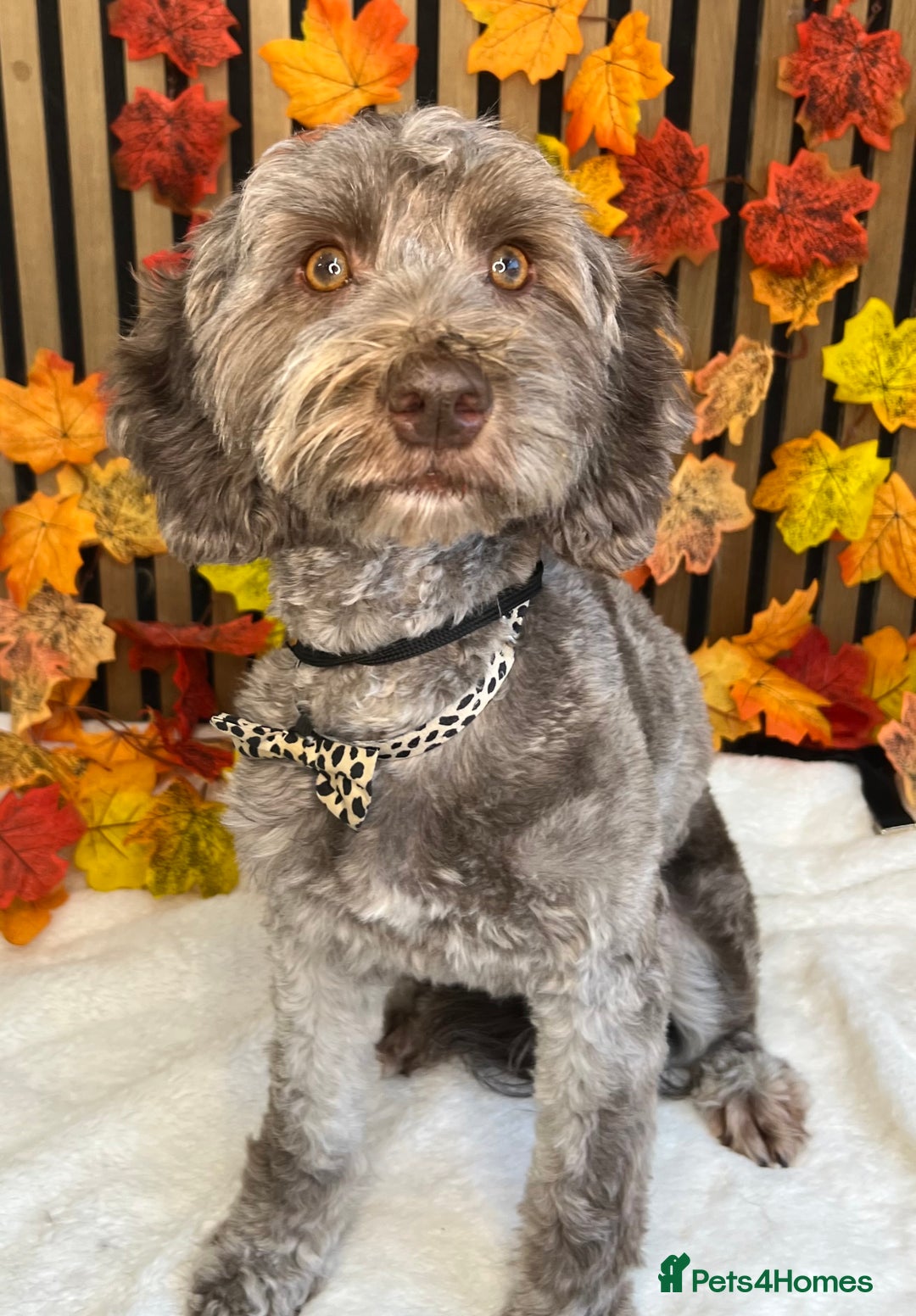 Cockapoo dogs for sale: Lovely adult cockerpoo, chocolate female 2yr okd - Image 4