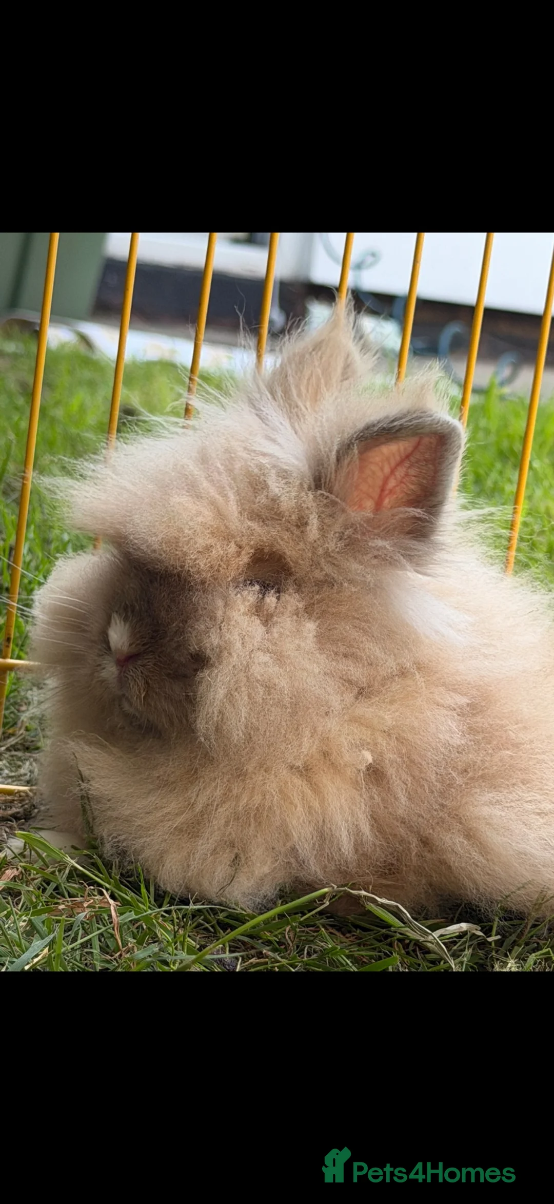 Lionhead rabbits for sale: Dwarf Lionhead rabbit  in Wigston - Advert 3