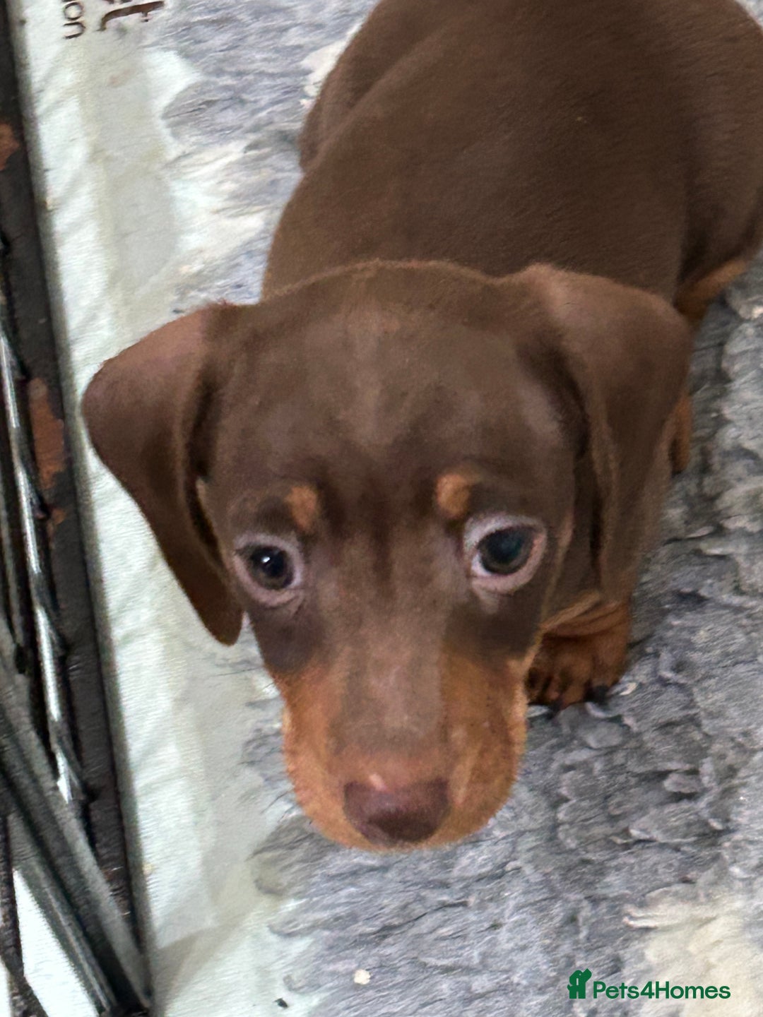 Miniature Dachshund dogs for sale: Isabella Dapple & chocolate & tan-dachshunds,  - Advert 24