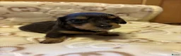 Miniature Dachshund dogs for sale: Long haired miniature dachunds  in Wisbech - Advert 8