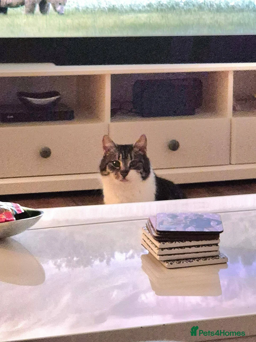 Mixed Breed cats for adoption: Mercury for adoption - Advert 3