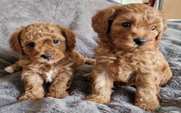 Cavachon dogs for sale: Gorgeous litter cavapoochon puppies - Image 4