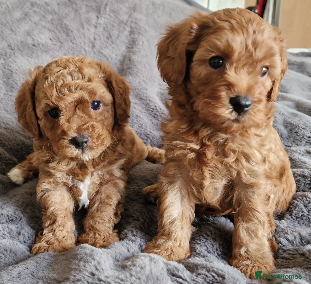 Cavachon dogs for sale: Gorgeous litter cavapoochon puppies - Image 4