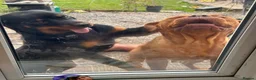 Rottweiler dogs for sale: Beautiful friendly girl rottie - Advert 2