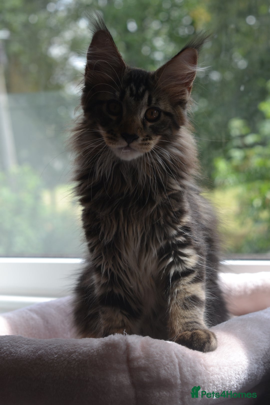 Maine Coon cats for sale: Tica Registered Maine Coon Kittens *ready now* - Image 5