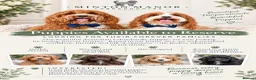 Australian Labradoodle dogs for sale: Australian Labradoodles Ready end October - Advert 4