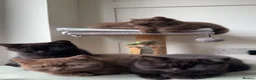 British Shorthair cats for sale: *REDUCED* British Shorthair Kittens in chocolate  - Advert 6