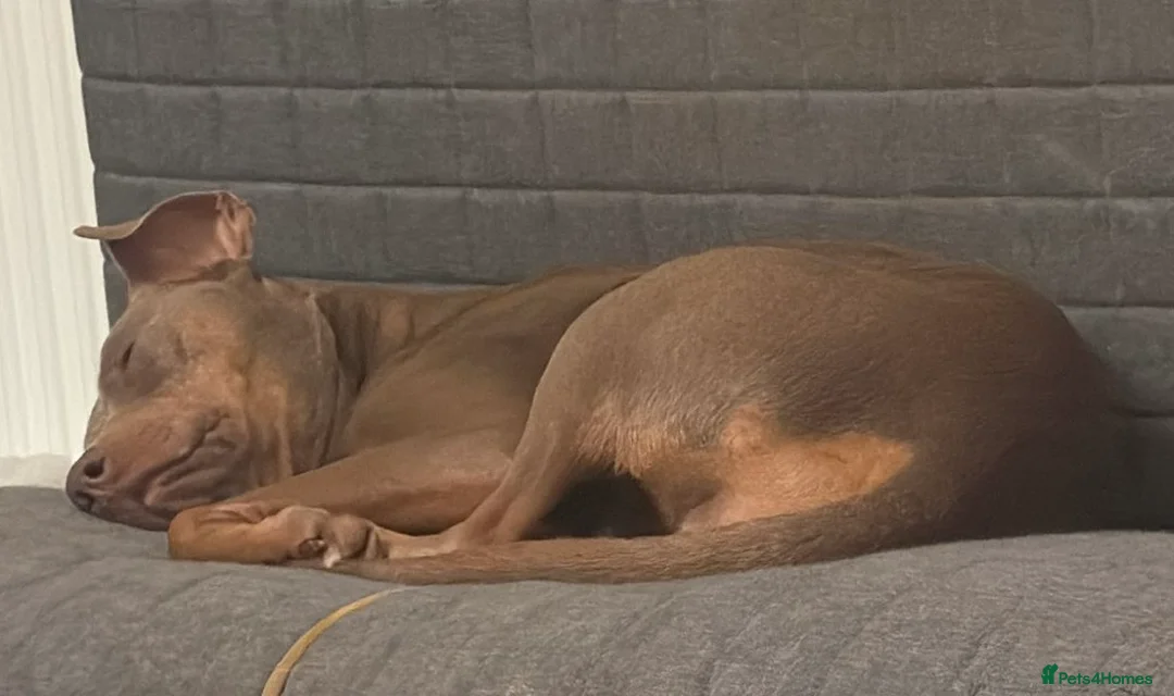 Mixed Breed dogs for sale: Doberman and Doberman x staffy  - Advert 29