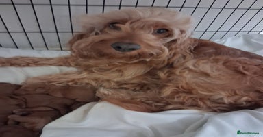 Cockapoo dogs - Advert 15