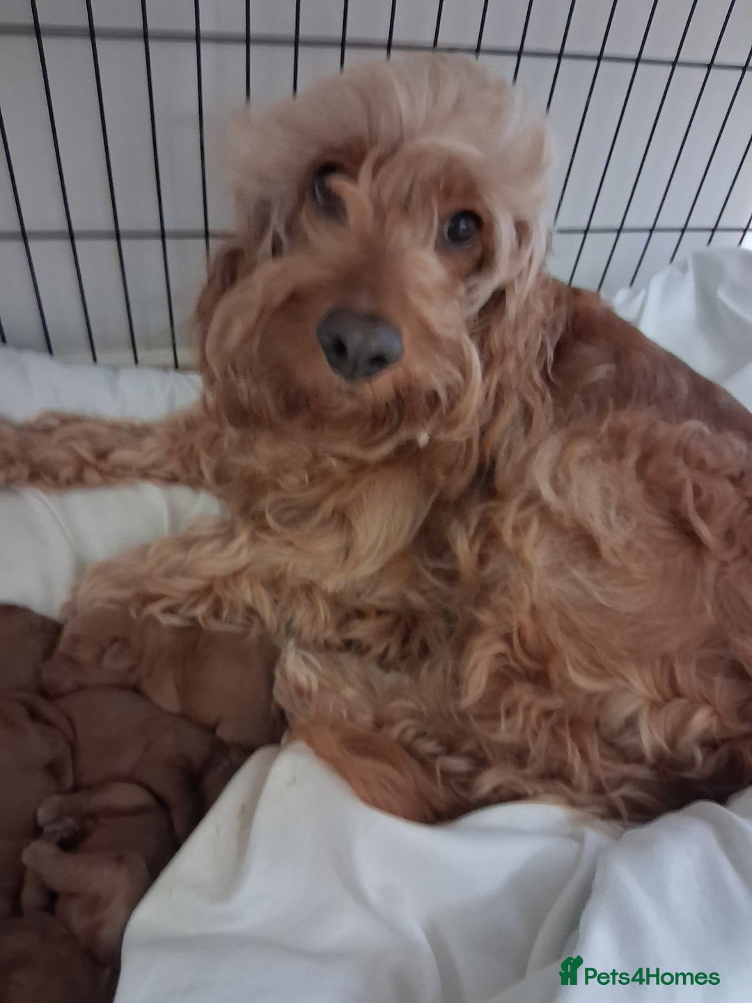 Cockapoo dogs for sale: 8 cockapoo puppies ( 5 boys and 3 girls) - Image 4