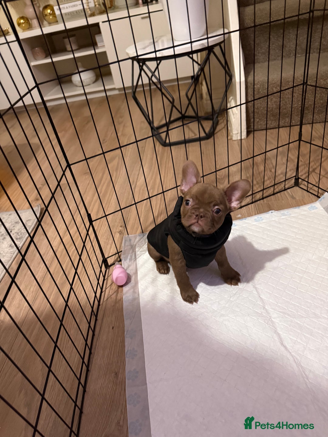 French Bulldog dogs for sale: Female French bulldog puppy - Advert 3