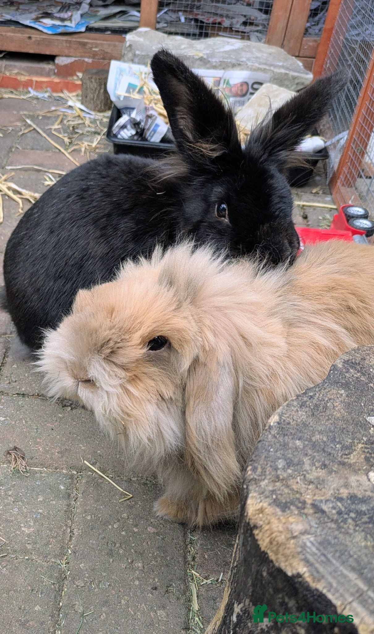 Lionhead rabbits Two lionhead rabbits brother and sister - Advert 3