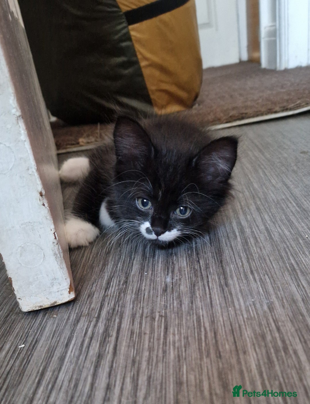 Mixed Breed cats for sale: Beautiful Kittens. Males and females - Image 10