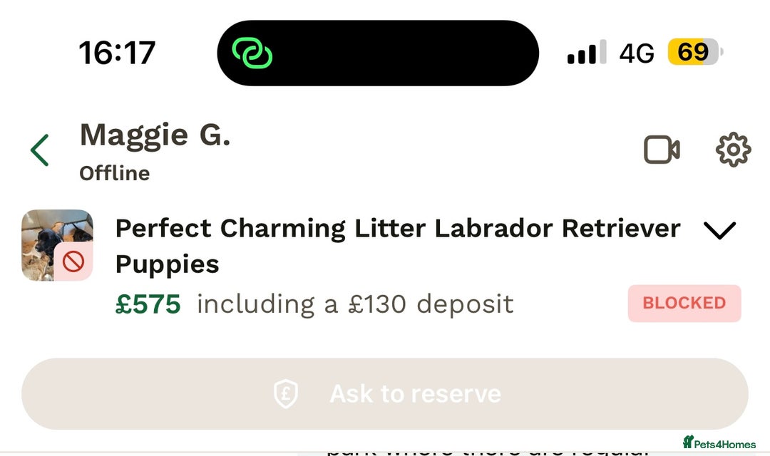 Mixed Breed dogs for sale: PLEASE BE AWARE OF THIS SCAMMER  - Image 3