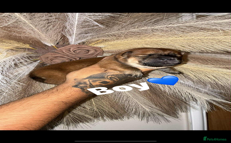 Chow Chow dogs Chow chow Puppies  - Advert 12