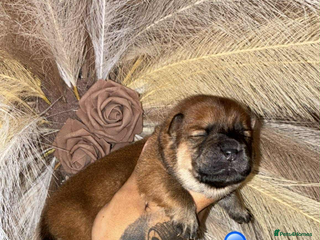 Chow Chow dogs Chow chow Puppies - Advert 9