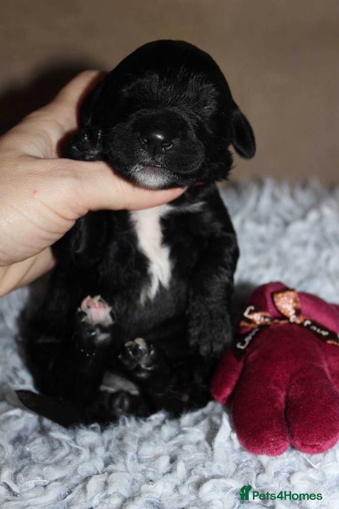 Goldendoodle dogs for sale: F1 Goldendoodle black Puppies - Advert 12