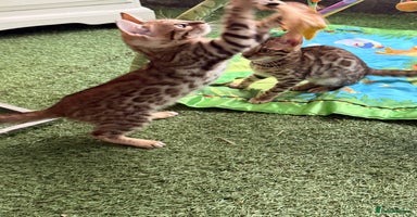 Bengal cats - Advert 6