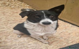 Mixed Breed dogs for adoption: Meet Sarah, currently residing in Essex  - Advert 2