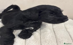 Miniature Schnauzer dogs for sale: Miniature Schnauzer puppies KC Reg - Image 5