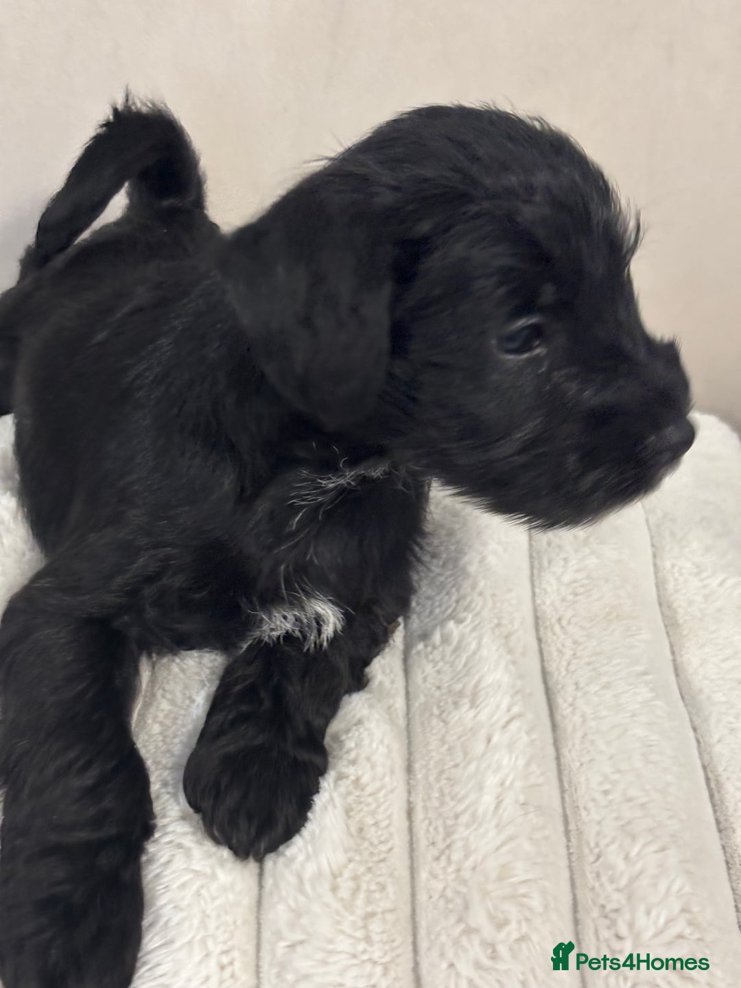 Miniature Schnauzer dogs for sale: Miniature Schnauzer puppies KC Reg - Image 5