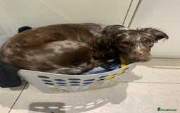 Cockapoo dogs for sale: Cockapoo puppies  - Image 3