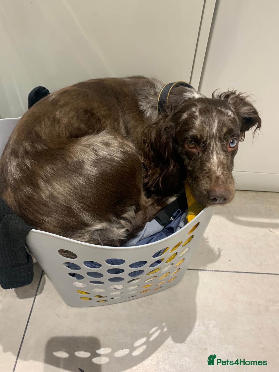 Cockapoo dogs for sale: Cockapoo puppies  - Image 3