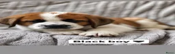 Saint Bernard dogs for sale: Baby bears - Advert 3