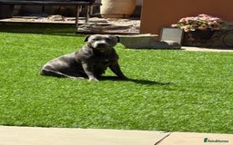 Staffordshire Bull Terrier dogs for sale: 3 chunky puppies  - Image 5