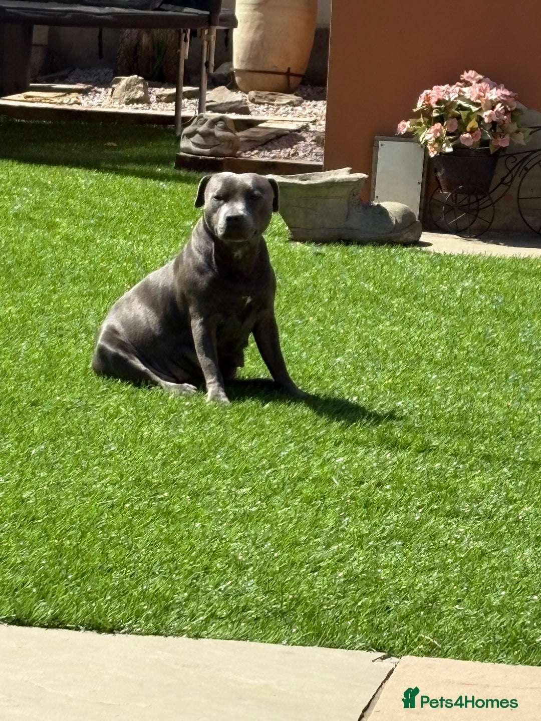Staffordshire Bull Terrier dogs for sale: 3 chunky puppies  - Image 5
