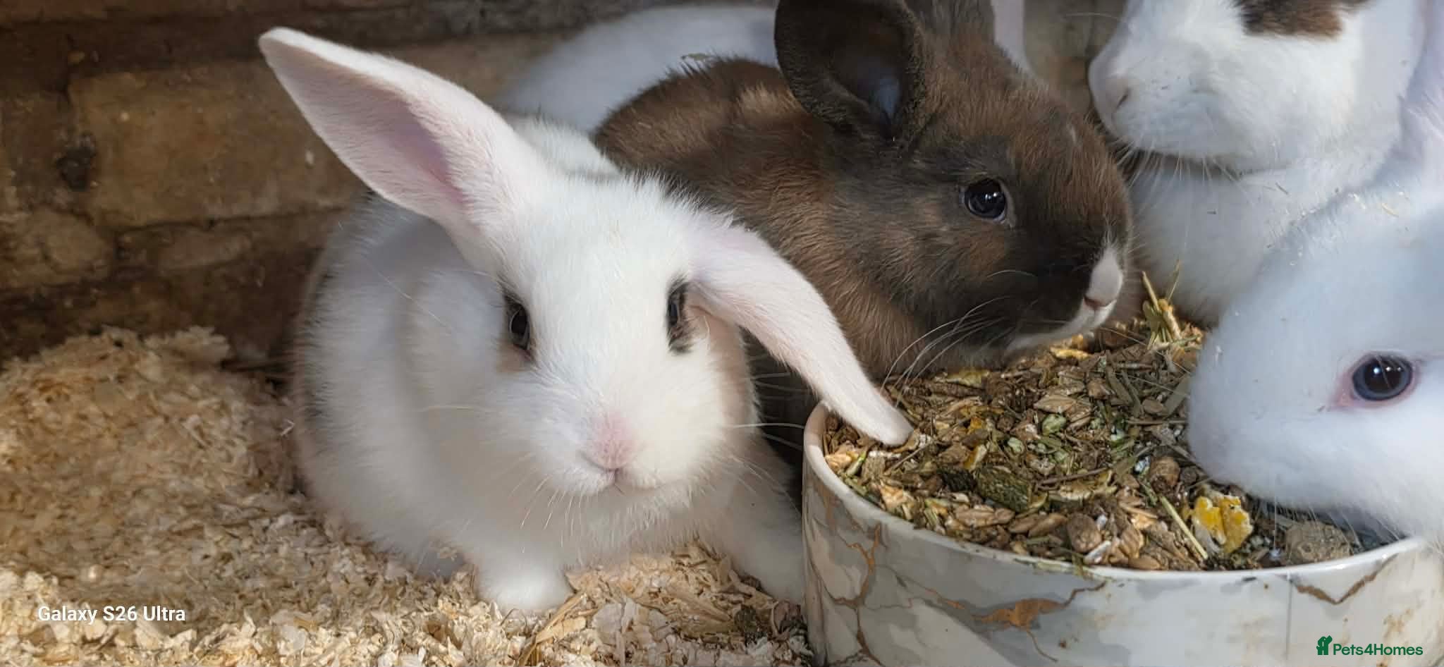 Mini Lop rabbits healthy mini lop baby’s ready to leave 6th may  - Advert 1