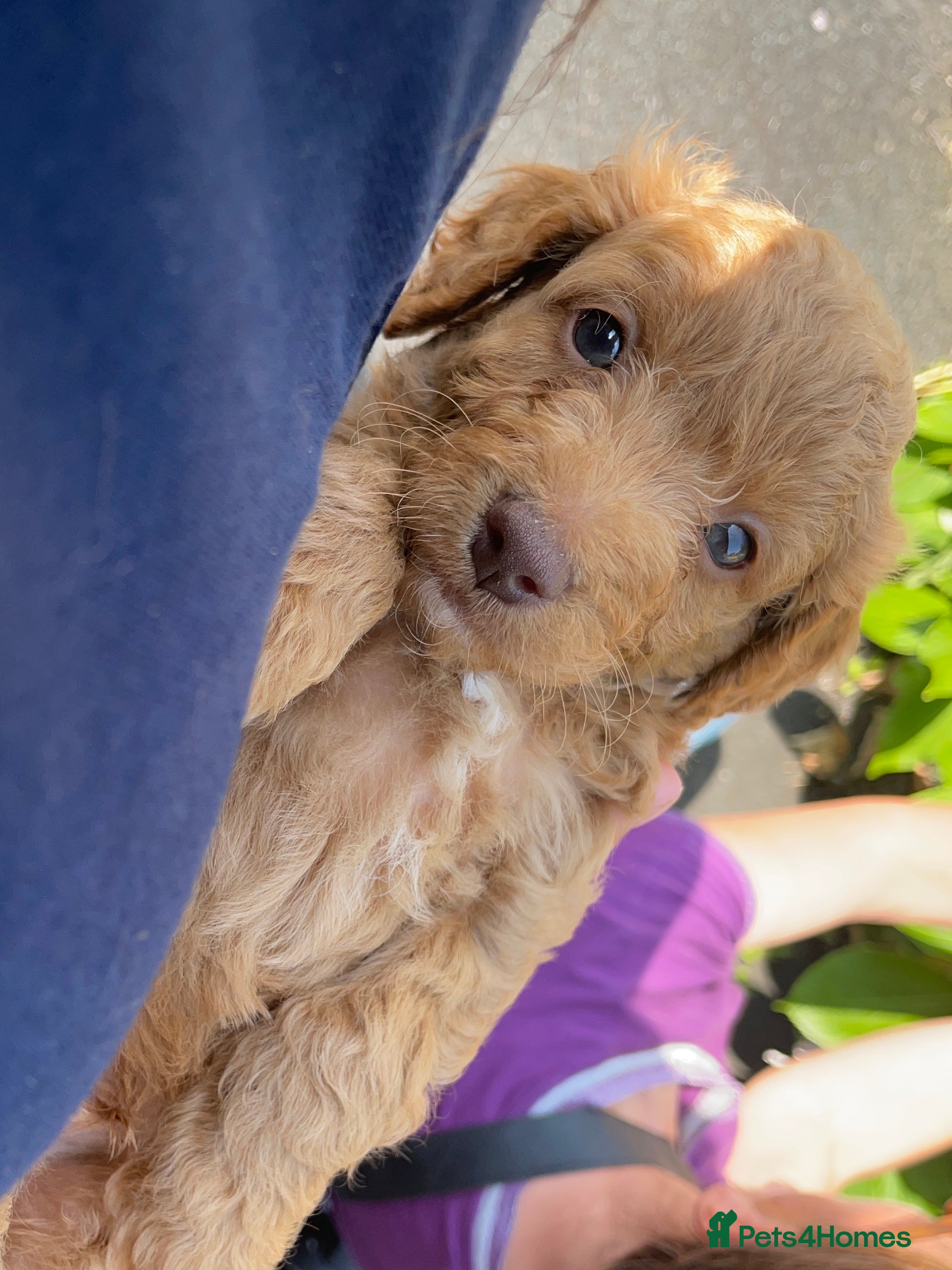 Cockapoo dogs Cockapoo puppies - Advert 2