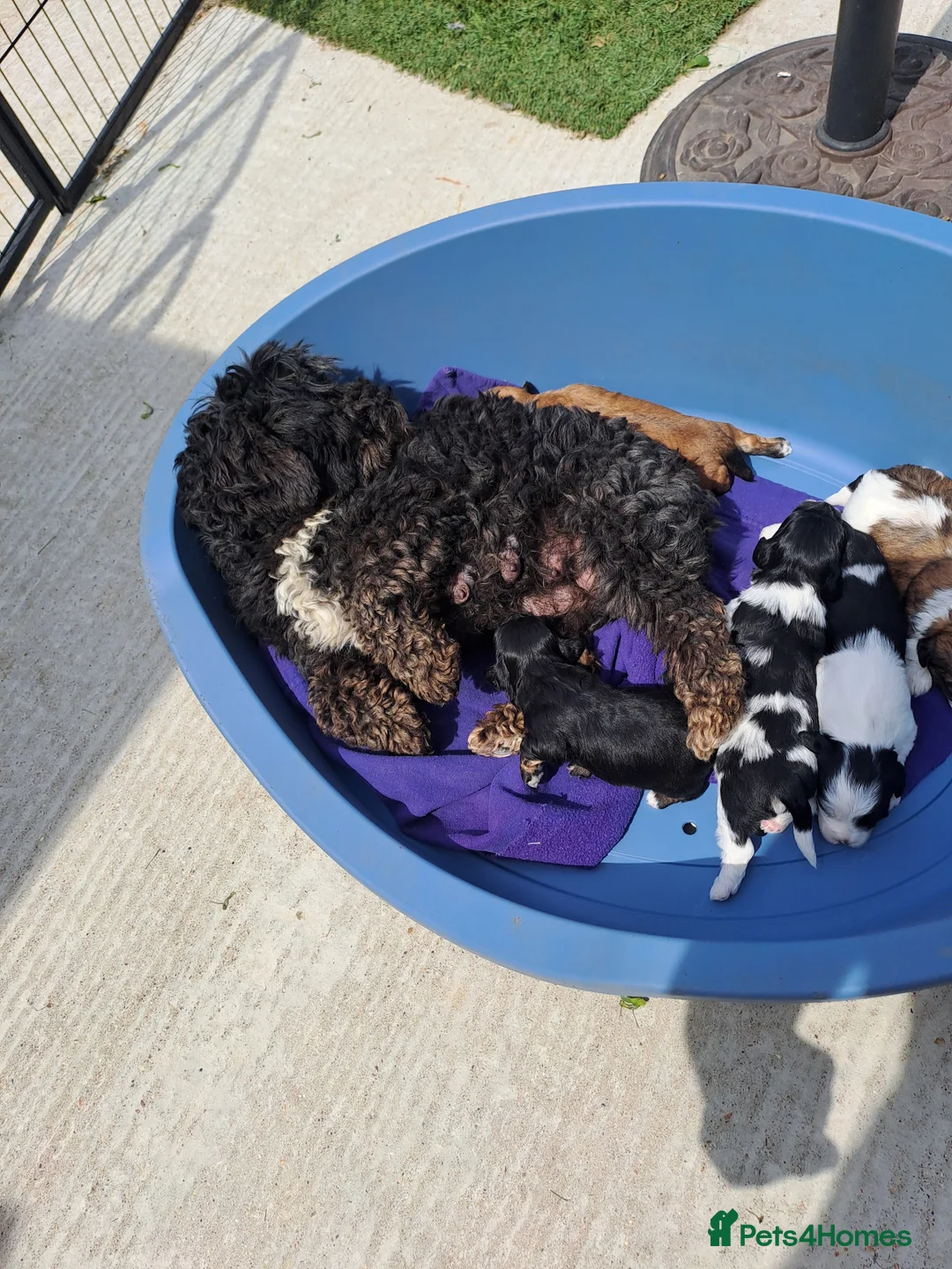 Lhasapoo dogs for sale: Lhasapoo Puppies  - Advert 2