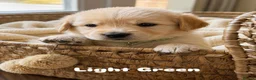 Golden Retriever dogs for sale: Bonellynova Golden Retriever Boys ✨ - Advert 11