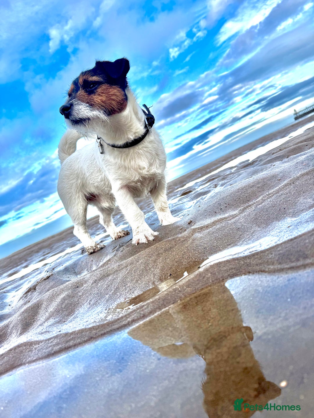 Jack Russell dogs for stud: Pedigree Caldbeck Jack Russell for Stud - Advert 2