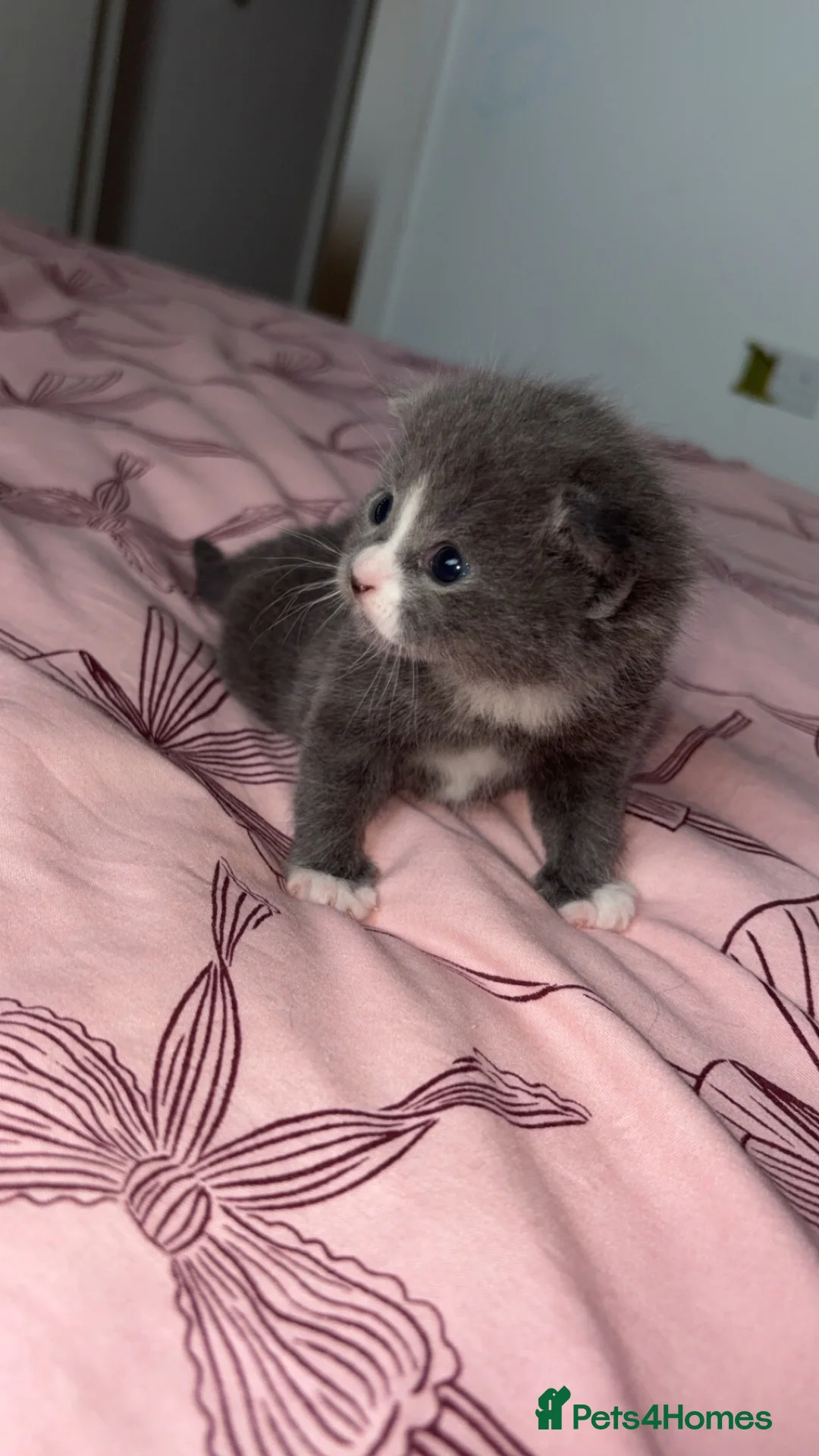 British Shorthair cats for sale: 1 male & 1 female  - Advert 7