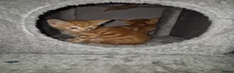 Arabian Mau cats for sale: Gorgeous kittens  - Advert 10