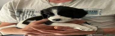 English Springer Spaniel 6 Lola 