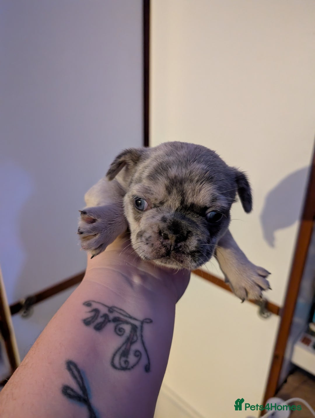 French Bulldog dogs for sale: French bulldog  - Image 1